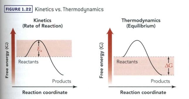 The kinetic} product is {{c2, requires a lower energy input and is produced more rapidly.
