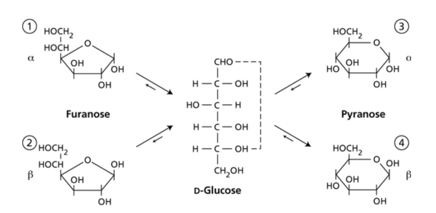 A five membered ring is called a furanose.