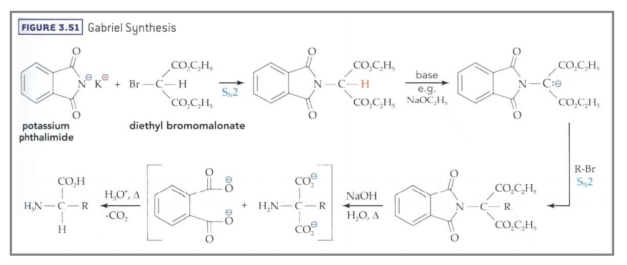 In step three of Gabriel synthesis, the nucleophilic carbon undergoes nucleophilic substitution with a new alkyl halide.
