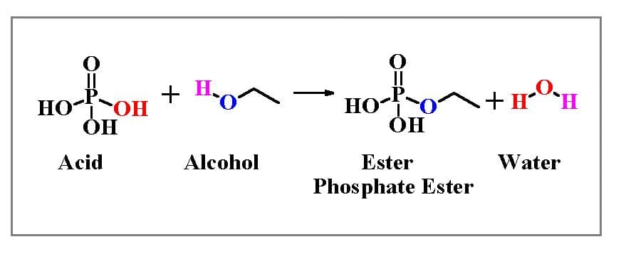 Phosphoric acids react with alcohols to form esters.