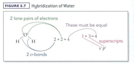 An sp2 orbital is formed from one s and two p orbitals and thus has 33.3% s character and 66.7% p charact