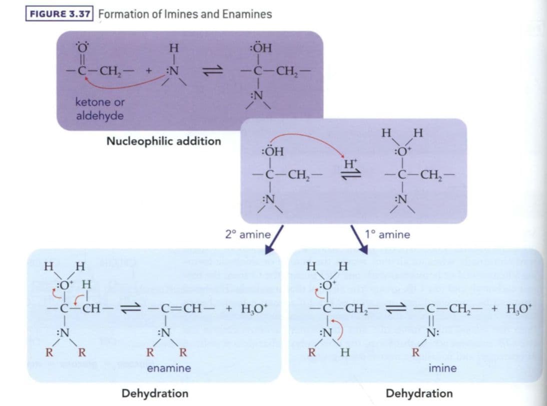 Aldehydes and ketones react with amines via nucleophilic addition reaction to form imines and enamines.
