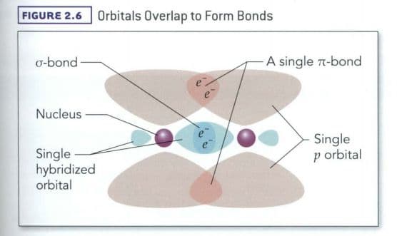 When π bonds are present, free rotation is no longer possible.