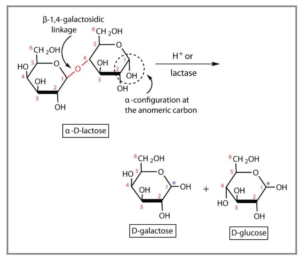 Lactose scientific formula is galactose-ß-1,4-glucose.
