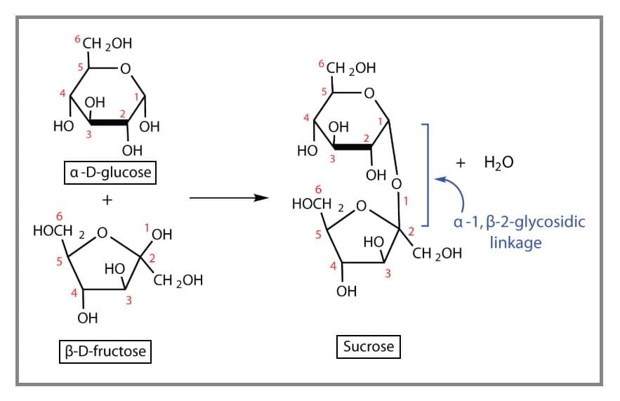 Sucrose scientific formula is glucose-α-1,2-fructose.