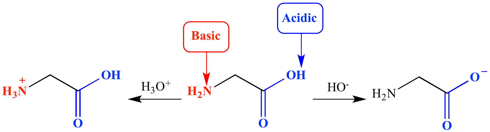 amphoteric01: Some molecules, like water, have the ability to act as either Brønsted–Lowry acids or bases, making them amphoteric.