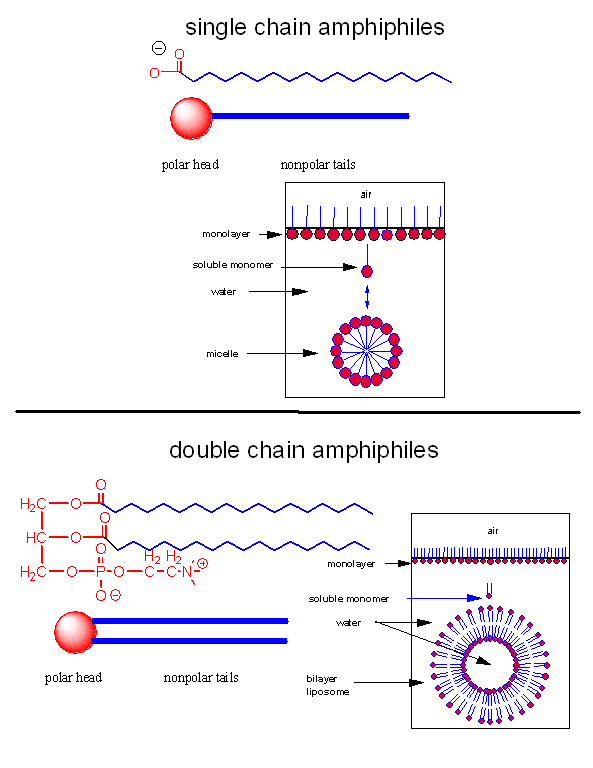 lipidsinwater: In a micelle, the polar heads face outward, where they can be solvated by water.