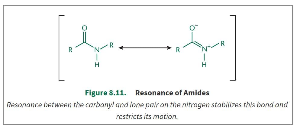 Resonance between the carbonyl and lone pair on the nitrogen stabilizes the amide bond and restricts its motion.
