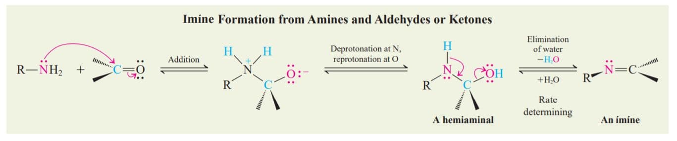 Ammonia adds to the carbon atom and water is lost, producing an imine .