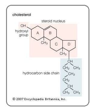 The functional group –OH is referred to as a hydroxyl group.