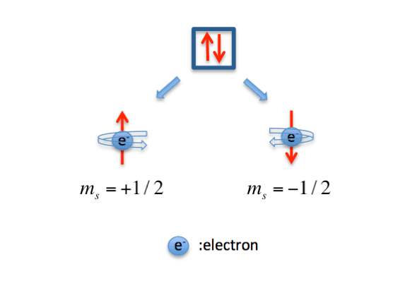 spinquantumnumber: Each orbital can hold two electrons, which are distinguished by the spin quantum number, m s .