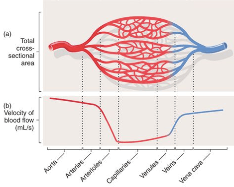 In our circulatory system, or any closed fluid system, as total cross-sectional area increases , velocity decreases.