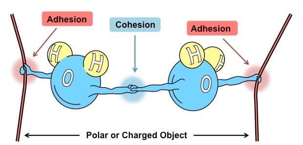 Cohesion Adhesion: Cohesion refers to the clinging of like molecules. Adhesion refers to the clinging of unlike molecules.