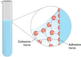 images: Fluids experience adhesive forces with other materials.