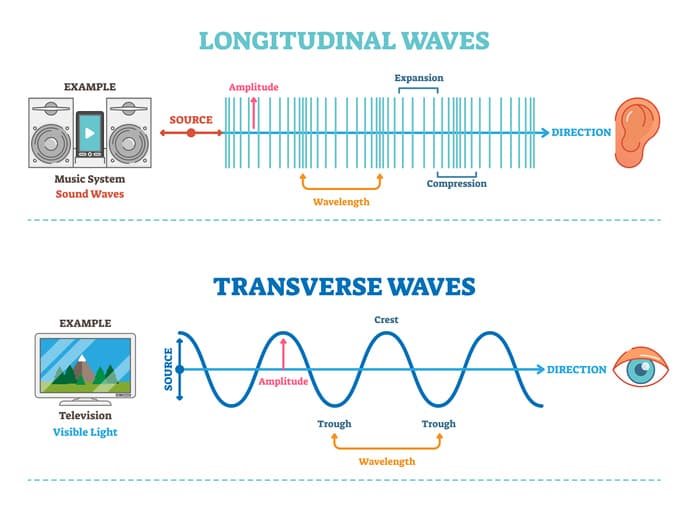 longitudinal transverse stock: Transverse waves are oscillations where particles are displaced perpendicular to the wave direction.