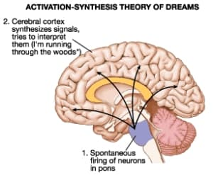 Activation Synthesis: The activation-synthesis theory states that dreams are activated in the brainstem and synthesized in the cortex.