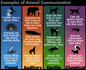 Animal Communication: Animals use body language , facial expressions , visual displays , scents , and vocalizations to communicate.