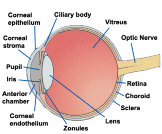 The anterior chamber (AC) is the aqueous humor-filled space inside the eye between the iris and the cornea's innermost…