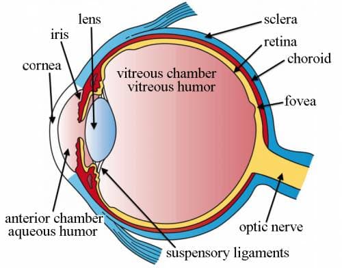 Aqueous humor is the clear, watery fluid that fills the space between the cornea and lens of the eye. It provides press…