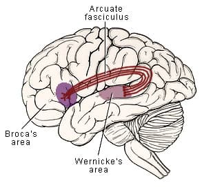 The arcuate fasciculus connects Broca’s area to the Wernicke’s area.