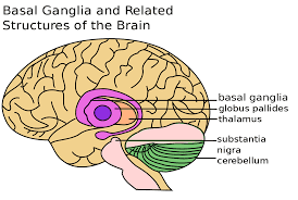 The basal ganglia controls smooths movements and helps postural stability .
