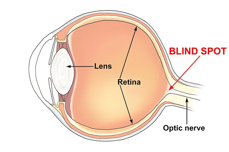 There is a blind spot in the eye where the optic nerve connects to the retina.