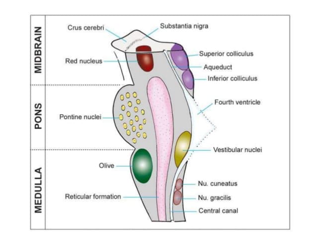 Brainstem: The inferior colliculus is responsible for the startle reflex and vestibulo-ocular reflex