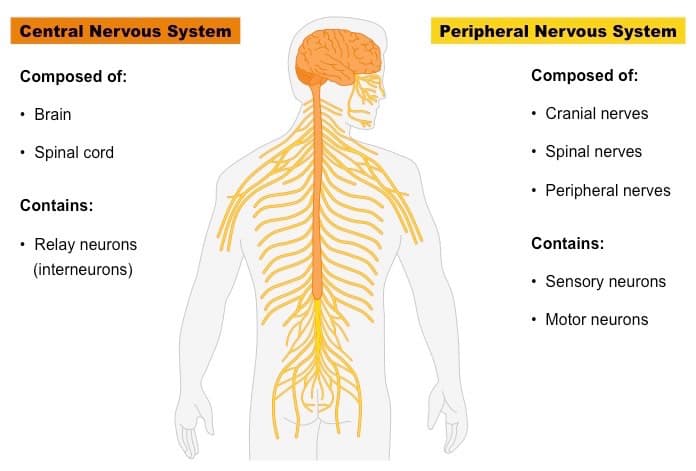 CNS and PNS: The peripheral nervous system consists of nervous tissue and fibers outside the CNS .
