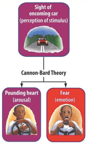 Cannon Bard: The Cannon-Bard theory of emotion states that emotional and physiological responses to a stimulus occur simultaneously .