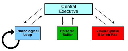 The central executive acts as supervisory system and controls the flow of information from and to its slave systems: th…