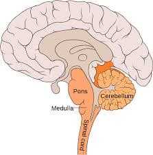 The cerebellum receives information from the sensory systems, the spinal cord, and other parts of the brain and then re…