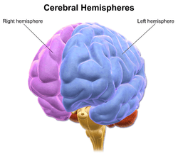 Cerebral Hemispheres: The right cerebral hemisphere is associated with intuition, creativity, and spatial processing.
