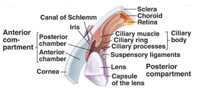 Ciliar Body: The ciliary body is a part of the eye that includes the ciliary muscle , which controls the shape of the lens, and the…
