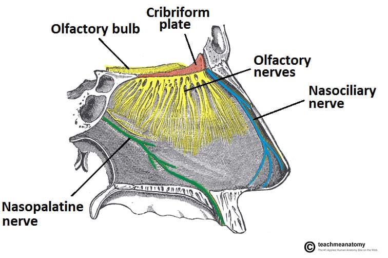 The cribriform plate is a sieve-like structure that is part of the ethmoid bone and supports the olfactory bulb .