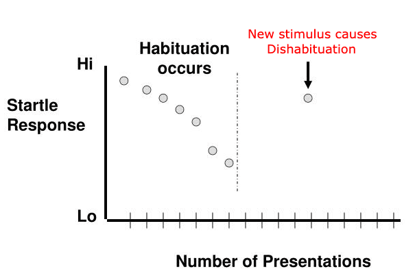 Dishabituation may occur after habituation and is when a second stimulus intervenes causing a resensitization of the or…