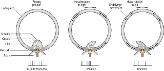 Dizziness: If you move your head quickly and then stop suddenly, the endolymph continues to move in the semicircular canals and th…