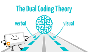 The dual coding hypothesis states that visual and verbal information is coded separately in our brains.