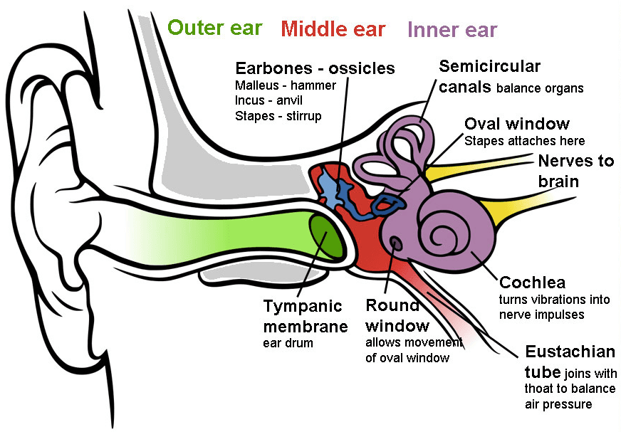 Ear Diagram Enhanced: The middle ear includes the malleus, the incus , and the stapes .