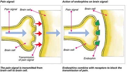 Endorphins & Enkephalins are neurotransmitters that are used as pain killers.