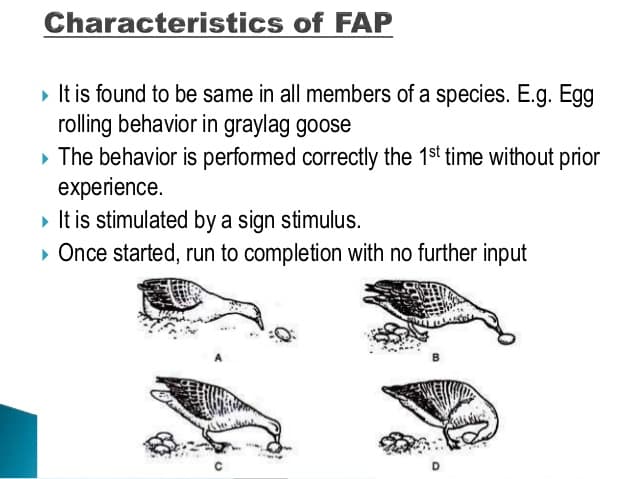A/an fixed-action pattern (FAP) is a sequence of innate coordinated movements performed without interruption. Similar t…