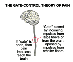 The gate control theory of pain asserts that non-painful input closes the nerve "gates" to painful input, which prevent…