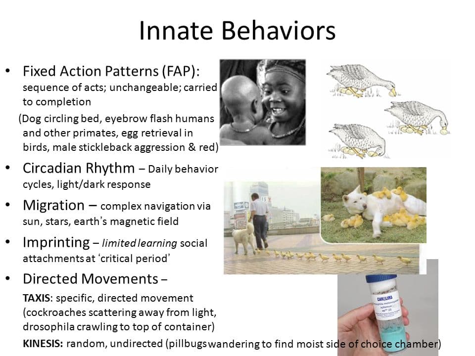 Innate behaviors do not have to be learned or practiced. An animal can perform the behavior the first time it is expose…