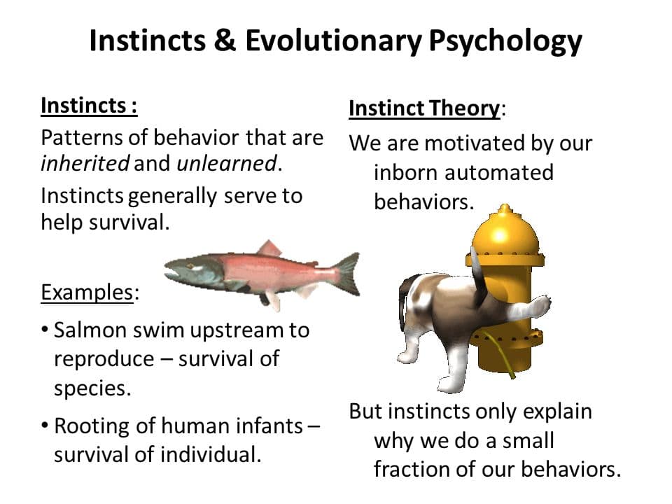 Instinct theory states that people perform certain behaviors because of their evolutionarily programmed instincts .