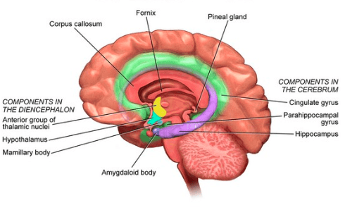 The limbic system deals with emotions, memories, and arousal (or stimulation).