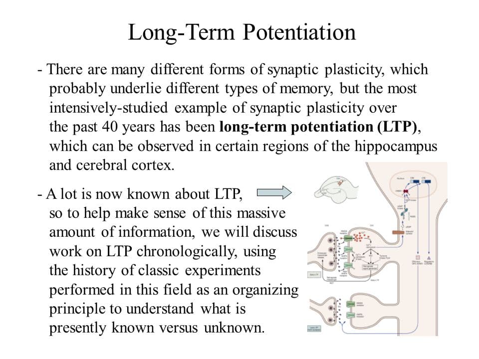 Long Term Potentiation: Long-term potentiation (LTP) is a long-lasting strengthening of synapses between nerve cells