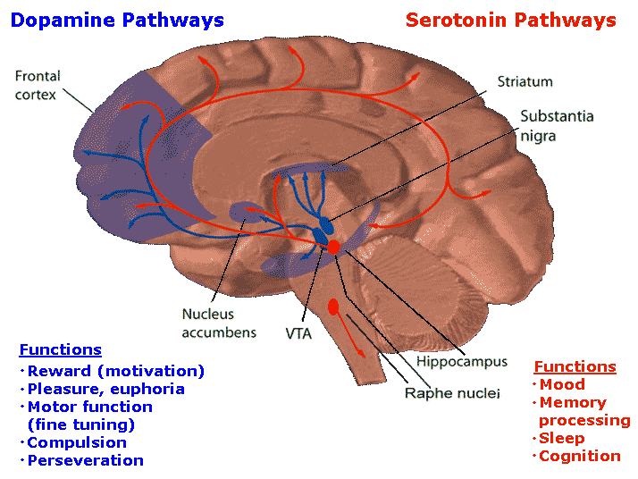 The mesolimbic pathway mediates drug addiction .