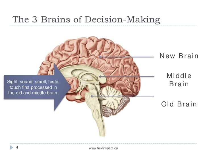 The old brain regulates basic survival functions , such as breathing, moving, resting, feeding, emotions, and memory.