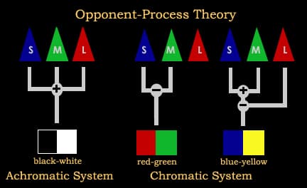 Opponent Process Theory: The opponent-process theory states that the cone photoreceptors are linked together to form three opposing color pairs…