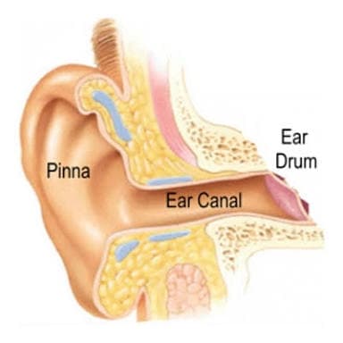Outer Ear: The pinna (auricle) acts as a kind of funnel which assists in directing the sound further into the ear.