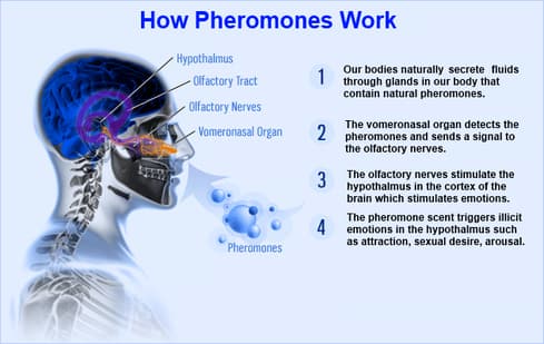 Pheremones: Pheromones are chemicals given off by animals that have an effect on social foraging , and sexual behavior .